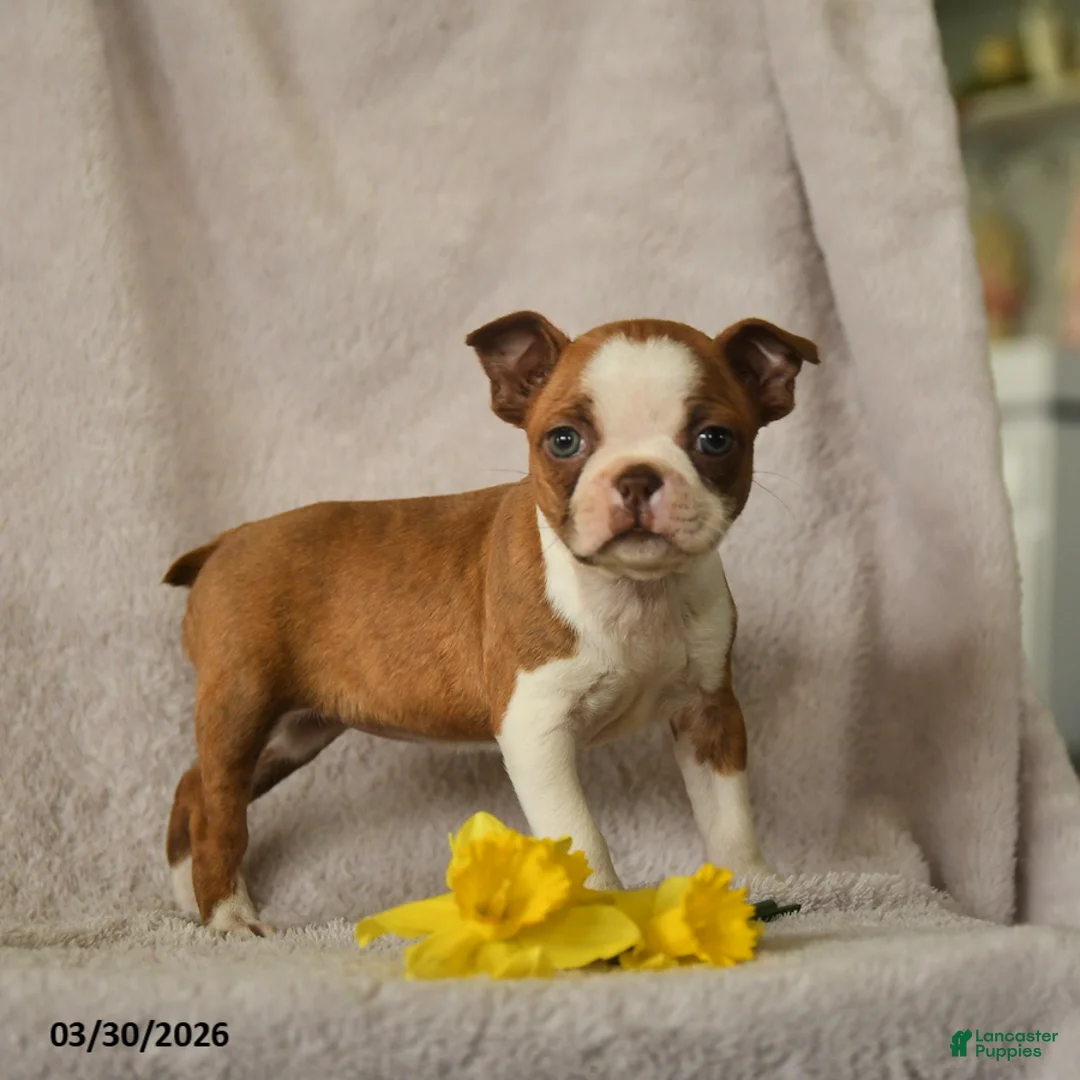 Boston Terrier dogs for sale: Daffodile - Ad 3