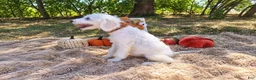 Mini Goldendoodle dogs for sale: Mini Goldendoodle 8 - Ad 3