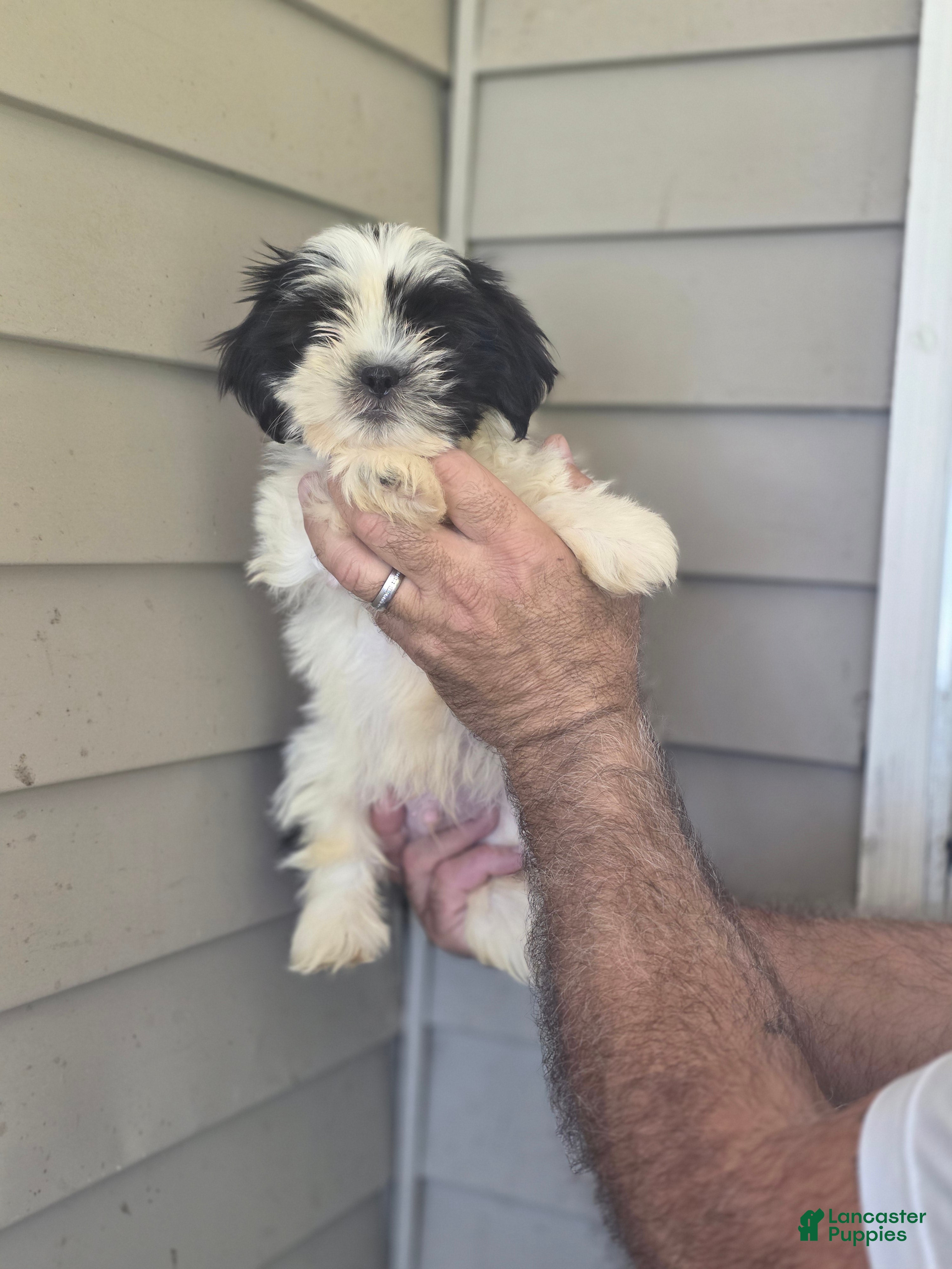 Shih Tzu dogs Jack  - Ad 1