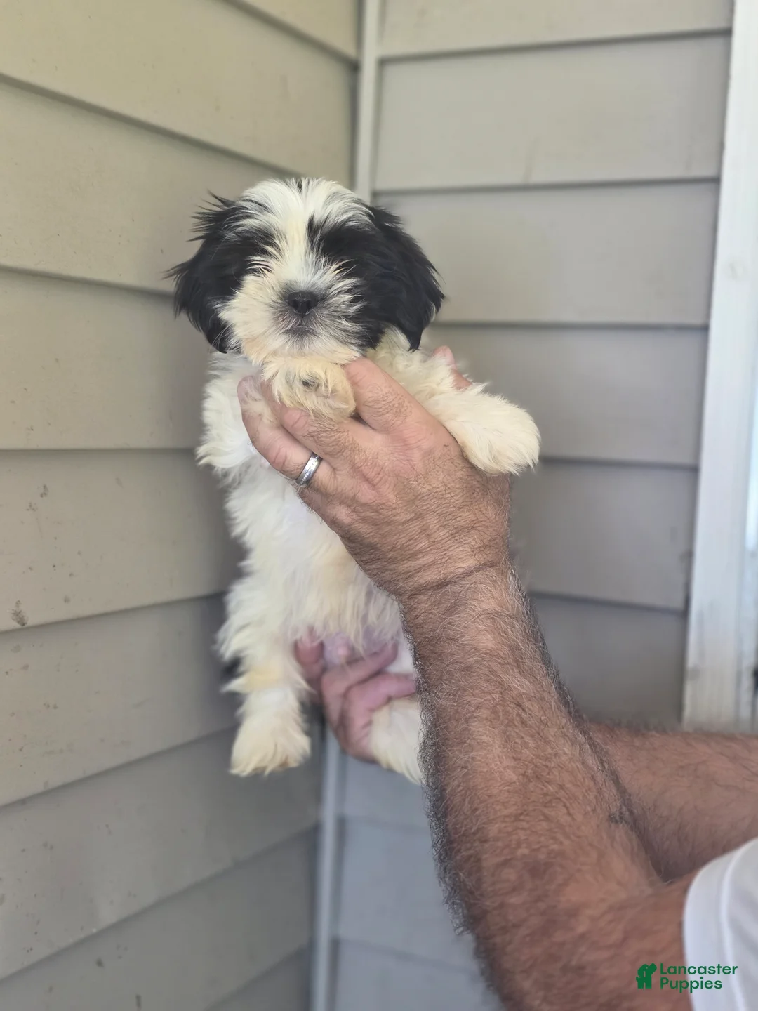 Shih Tzu dogs for sale: Jack  - Ad 1