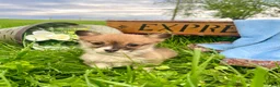 Welsh Corgi Pembroke dogs for sale: Sweet Clover❤️🐾AKC ❤️ - Ad 4