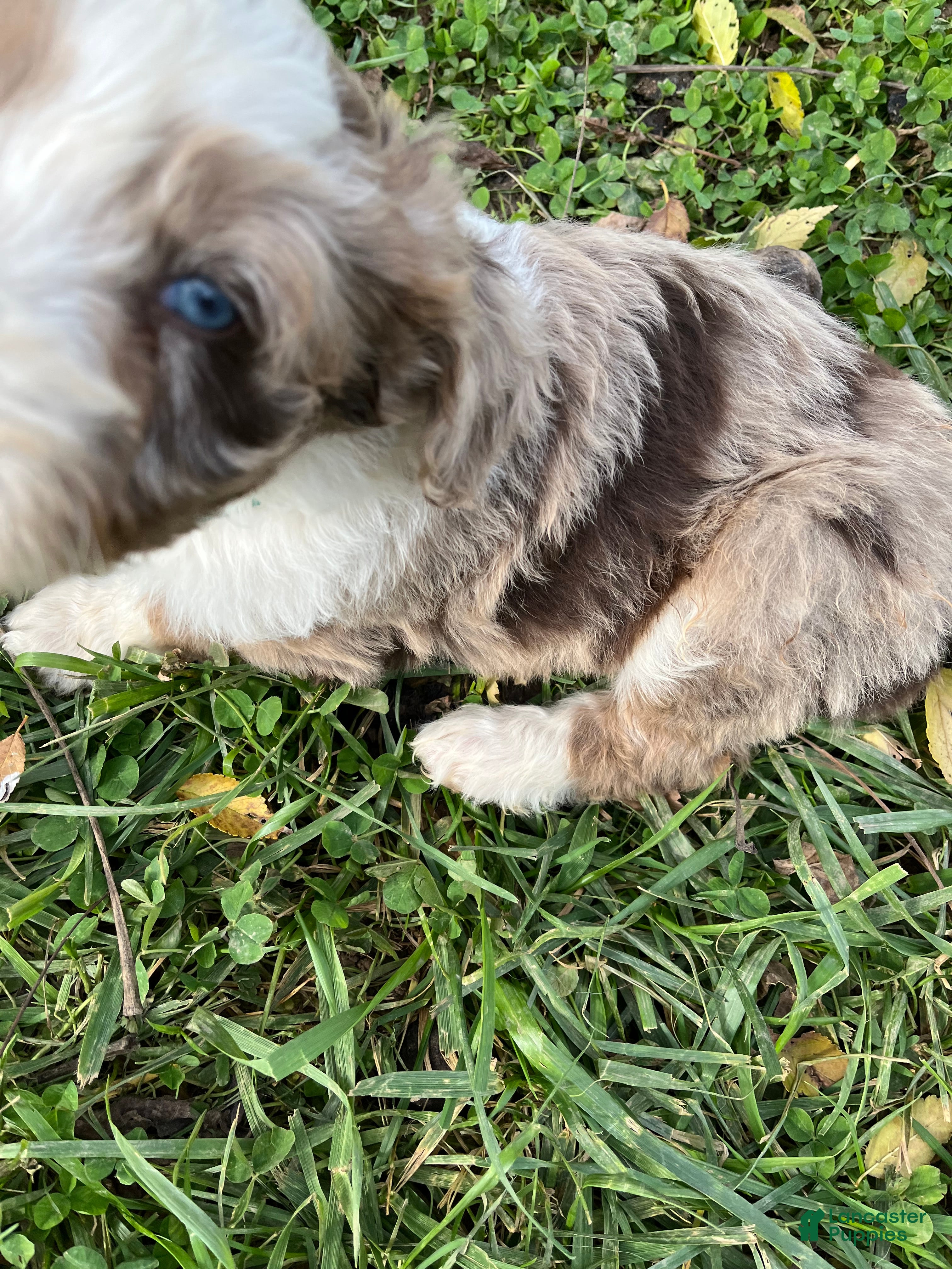 Aussiedoodle dogs for sale: RMM Teal - Ad 2