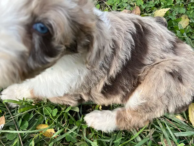 Aussiedoodle dogs for sale: RMM Teal - Ad 2
