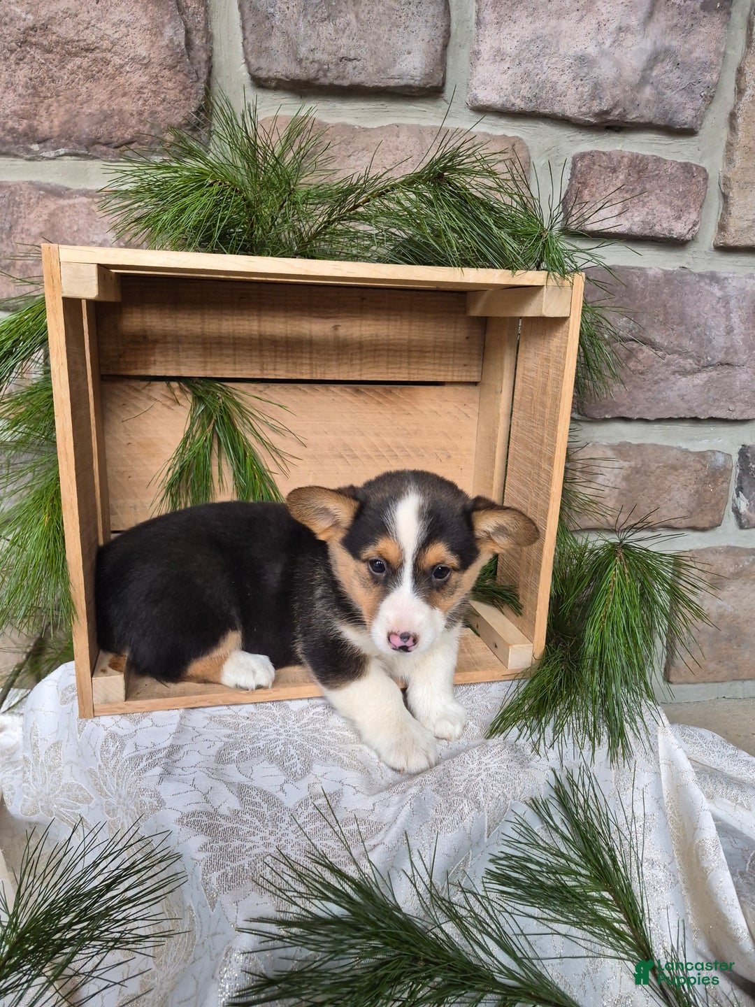 Welsh Corgi Pembroke dogs for sale: Riley - Ad 4