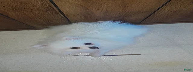 Bubbles