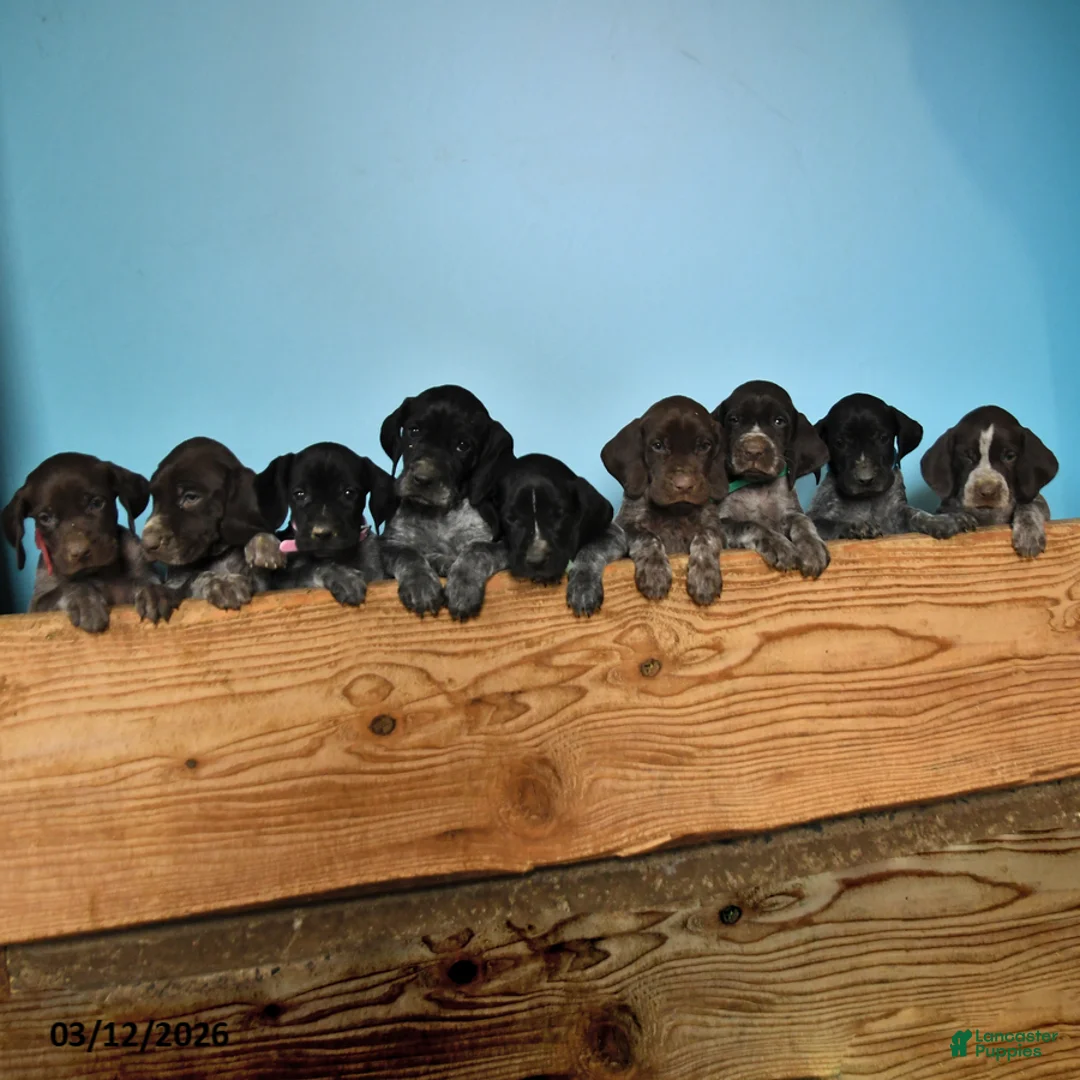 German Shorthaired Pointer dogs for sale: Tango - Ad 5