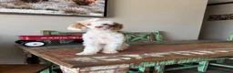 Miniature Poodle dogs for sale: Akc 🧬 Tested Clear Atat Kyky S/S bb  - Ad 9