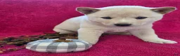 Shiba Inu dogs for sale: Cinnamon - Ad 6