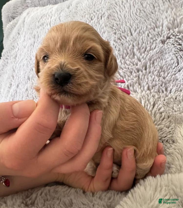 Maltipoo dogs Luna - Ad 10