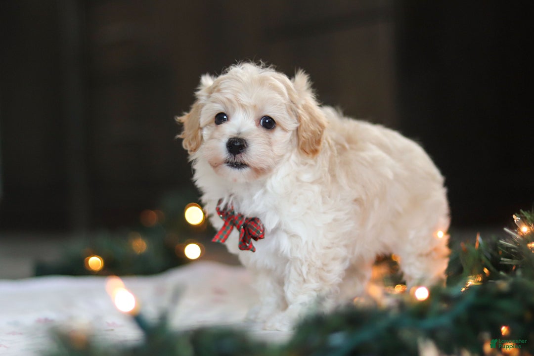 Havapoo dogs for sale: Blue - Ad 3