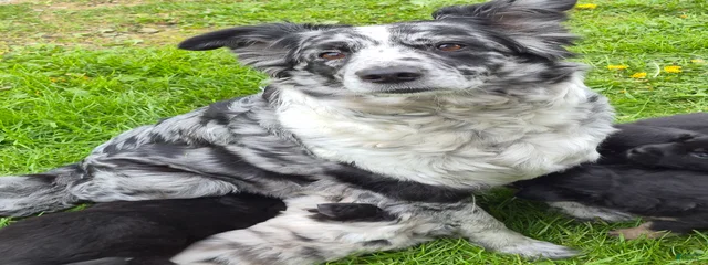 Amelia