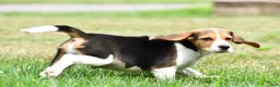 Beagle dogs for sale: Teddy - Ad 6