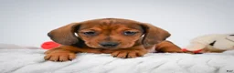 Miniature Dachshund dogs for sale: Poppy - Ad 3