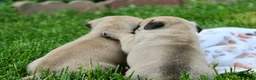 Pug dogs for sale: Ellie - Ad 8