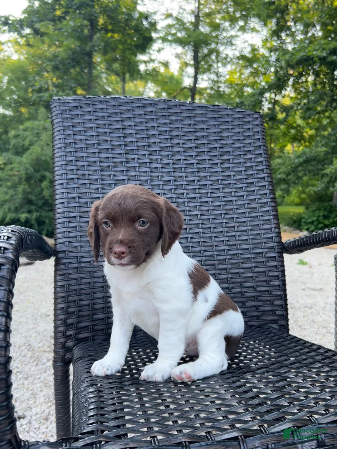 Brittany Spaniel dogs for sale: Victory  - Ad 1