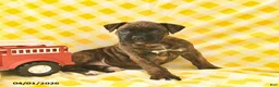 Boxer dogs for sale: Kari  - Ad 3
