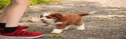 Cavapoo dogs for sale: Bella Cavapoo  - Ad 4