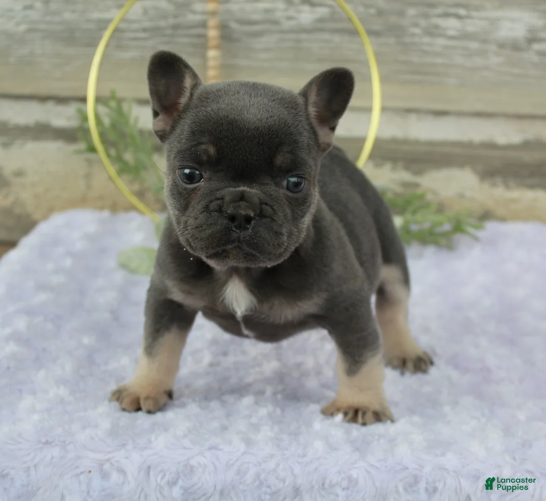 French Bulldog dogs for sale: Rocko - Ad 5
