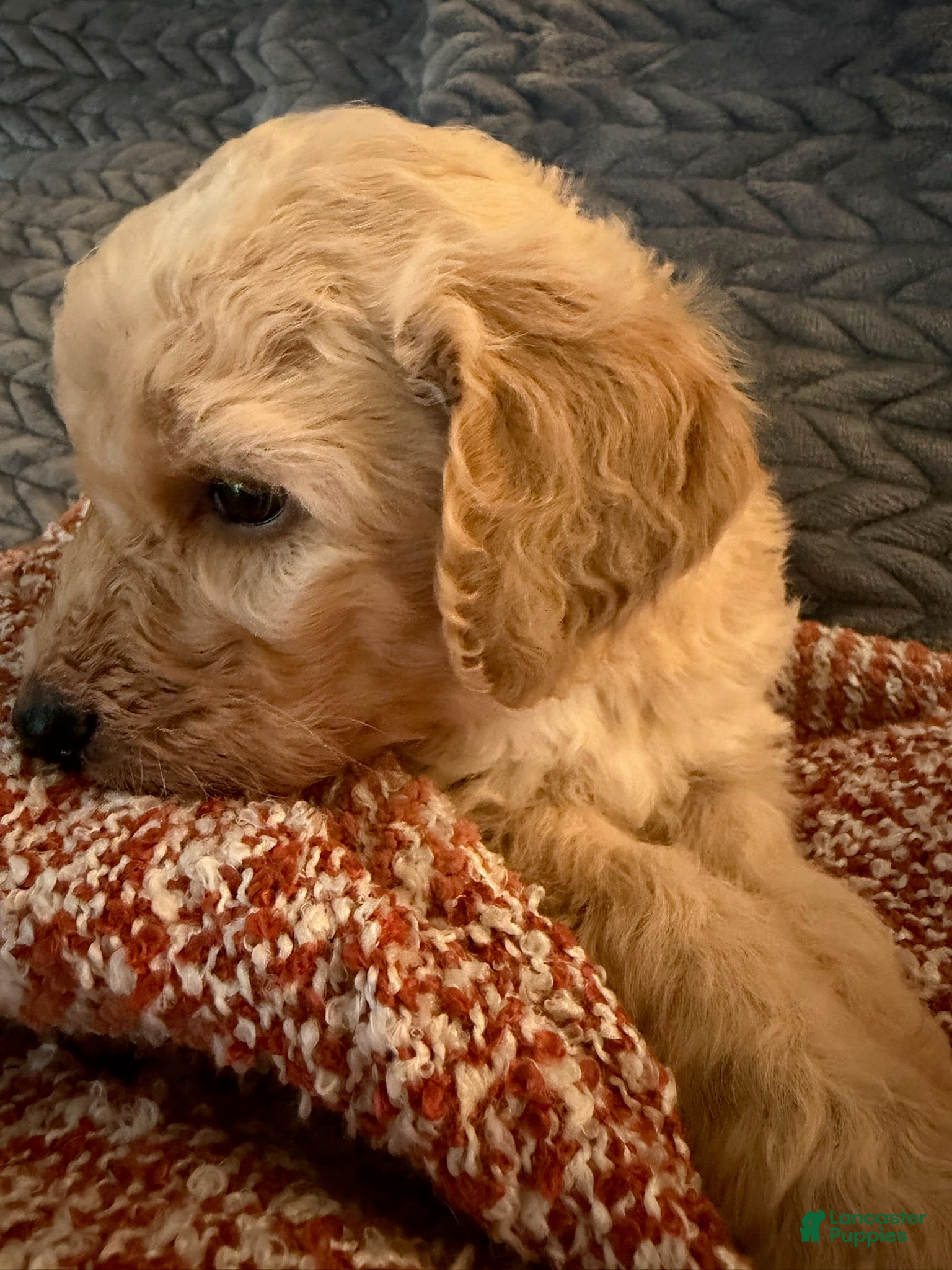 Goldendoodle dogs Girl - Ad 8
