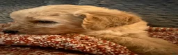 Goldendoodle dogs for sale: Girl - Ad 1