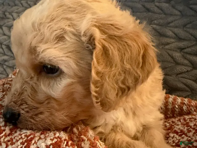 Goldendoodle dogs Girl - Ad 36