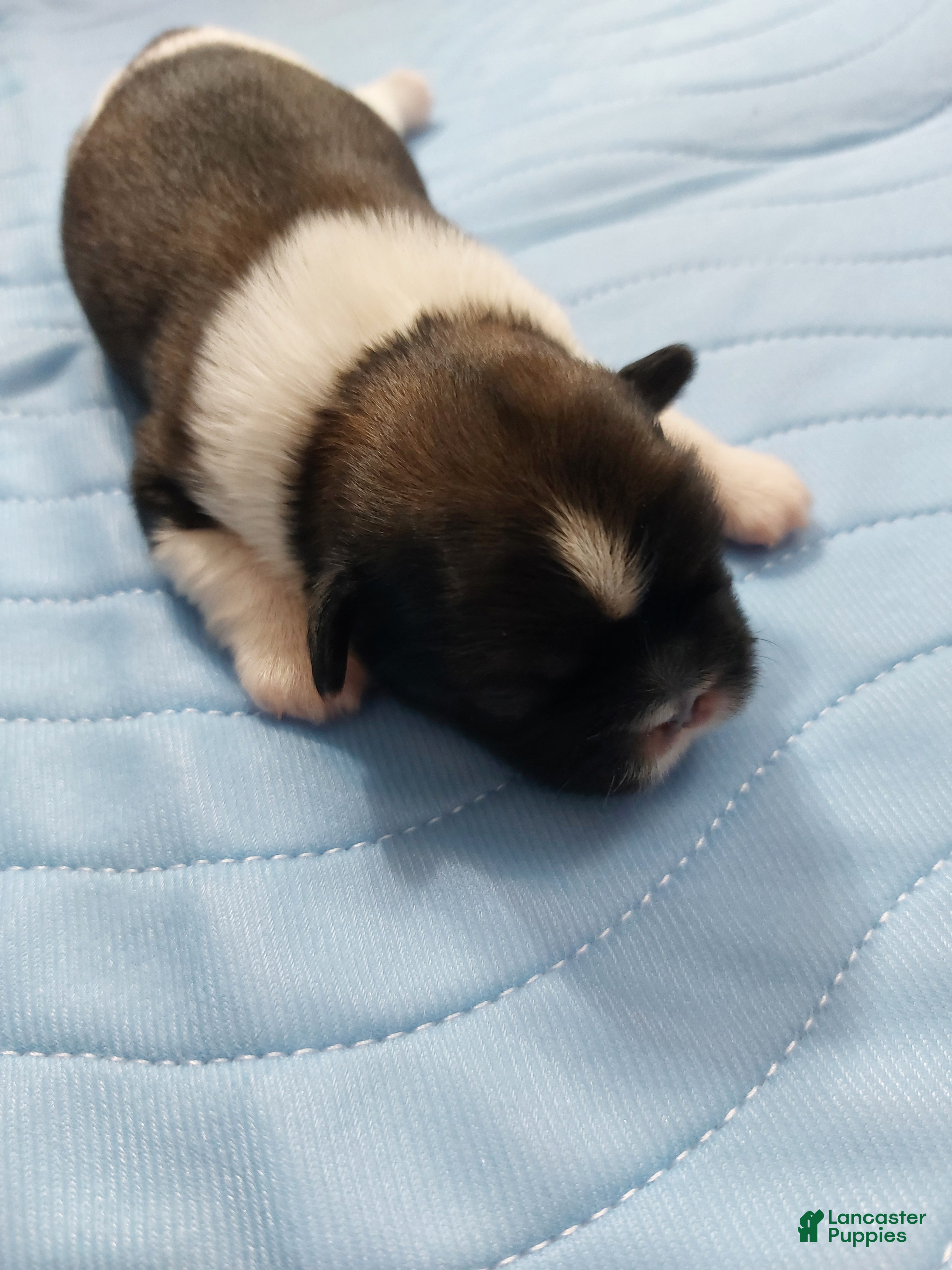 Shih Tzu dogs LINUS AKC - Ad 9