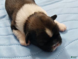 Shih Tzu dogs LINUS AKC - Ad 17