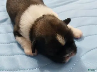 Shih Tzu dogs LINUS AKC - Ad 20