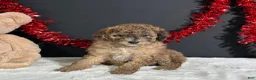 Miniature Poodle dogs for sale: Fern - Ad 2