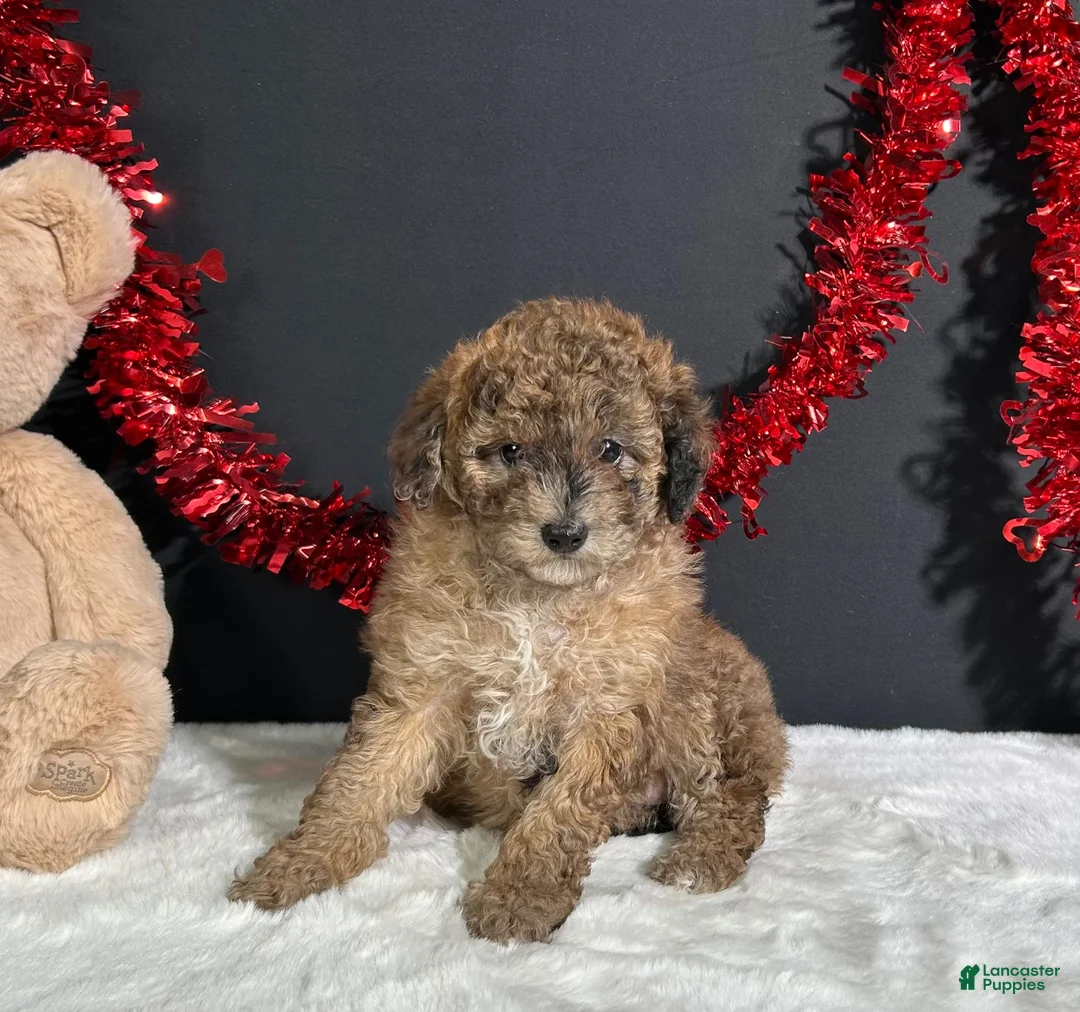 Miniature Poodle dogs for sale: Fern - Ad 2