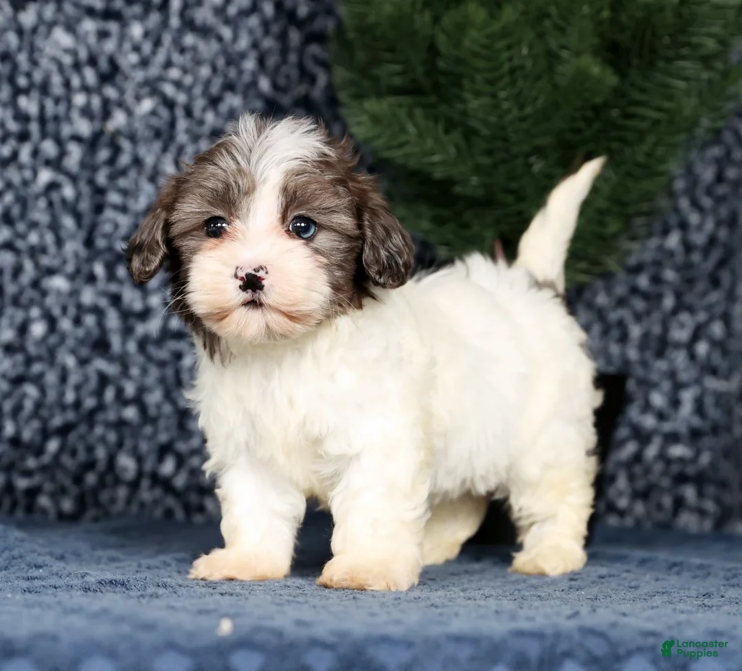 Havapoo dogs for sale: Lainey - Ad 2