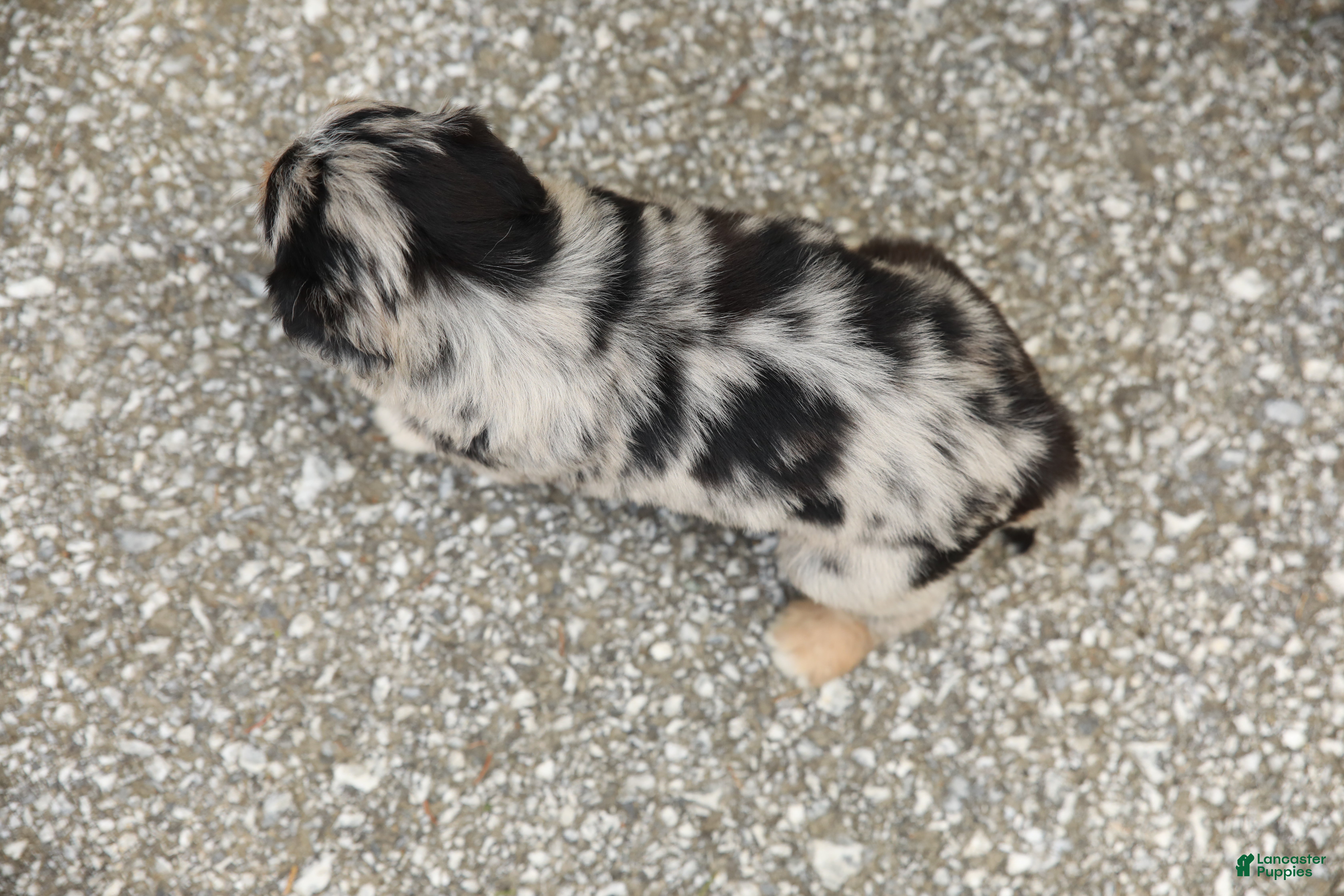 Aussiedoodle dogs Brooke Standard Sized - Ad 2