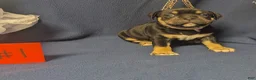 American Bully dogs for sale: American Bully 1 - Ad 2