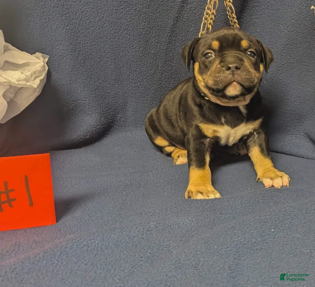 American Bully dogs for sale: American Bully 1 - Ad 2