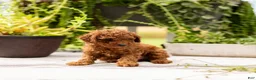 Toy Poodle dogs for sale: AKC Bruno - Ad 2