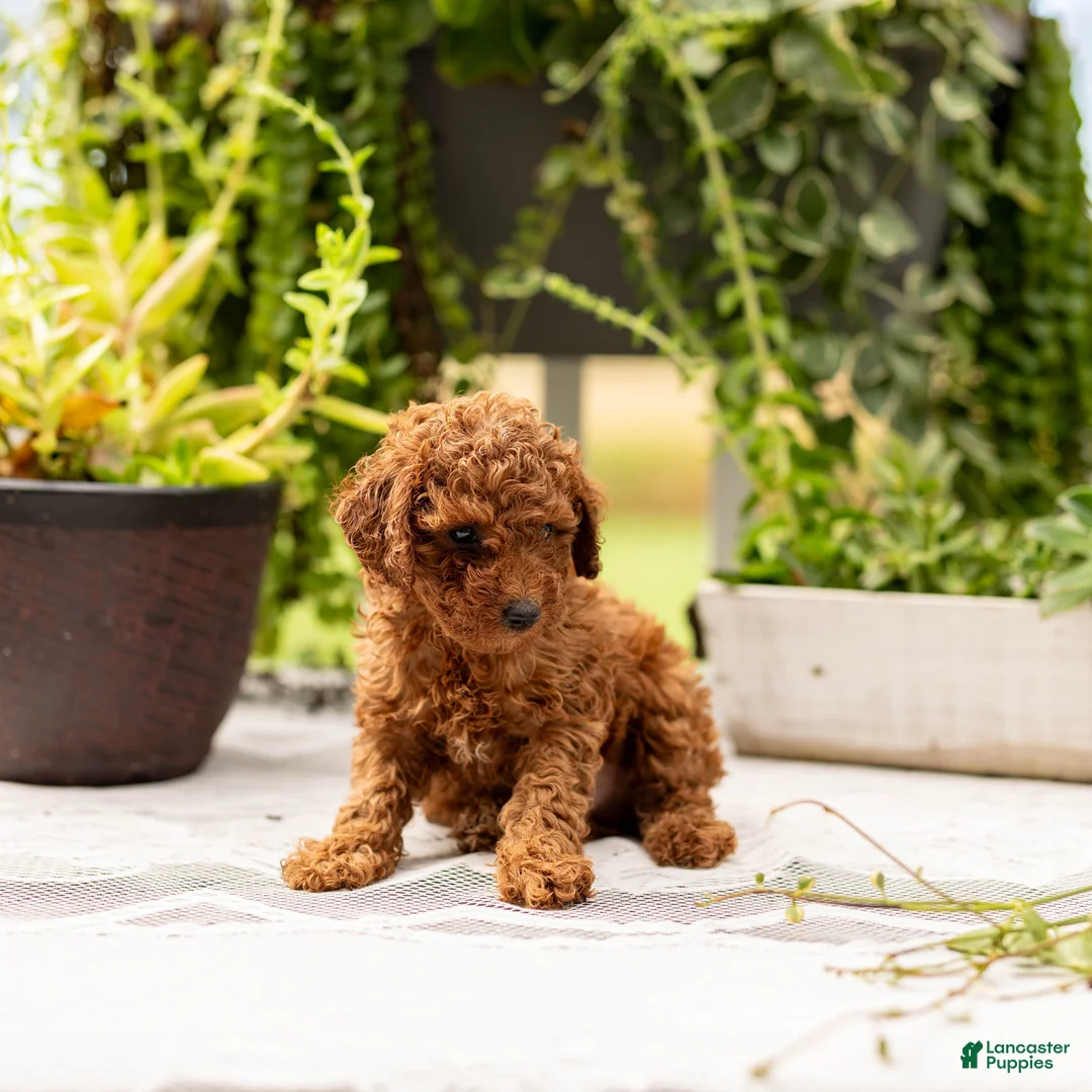 Toy Poodle dogs for sale: AKC Bruno - Ad 2