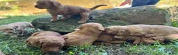 Goldendoodle dogs for sale: Mocha - Ad 15