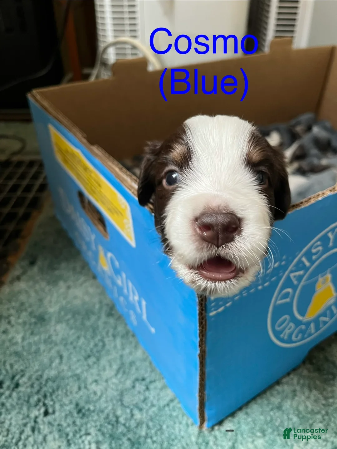 Australian Shepherd dogs for sale: Cosmo - Ad 2