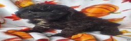 Cockapoo dogs for sale: Gina - Ad 3