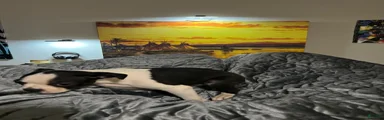 Boston Terrier 3