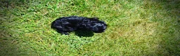Havapoo dogs for sale: Isabella - Ad 11