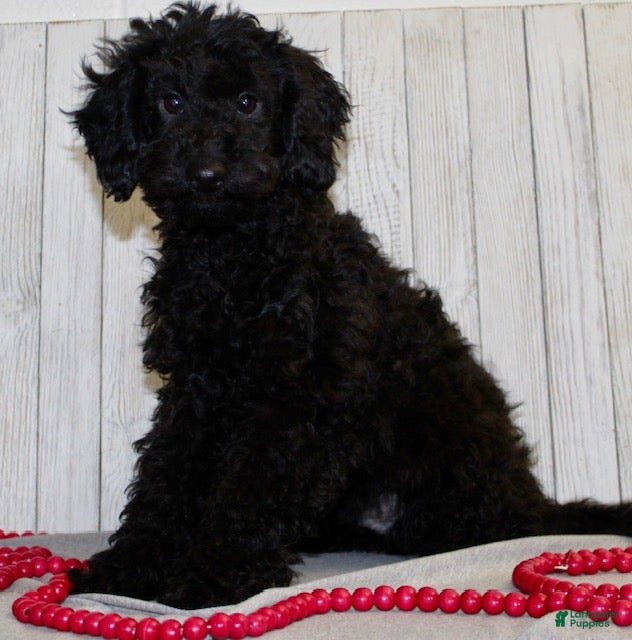 Miniature Labradoodle dogs Ducky - Ad 2