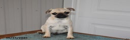 Pug dogs for sale: Wee Willy Winkie - Ad 11
