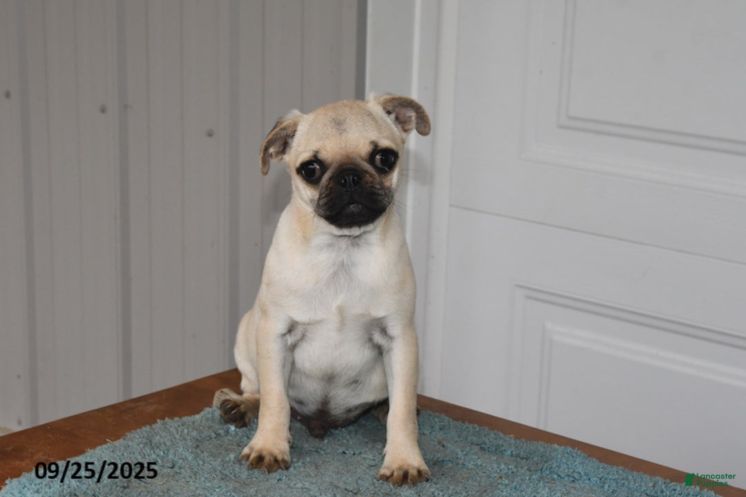 Pug dogs for sale: Wee Willy Winkie - Ad 11