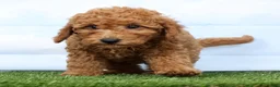 Mini Goldendoodle dogs for sale: Fireball - Ad 5