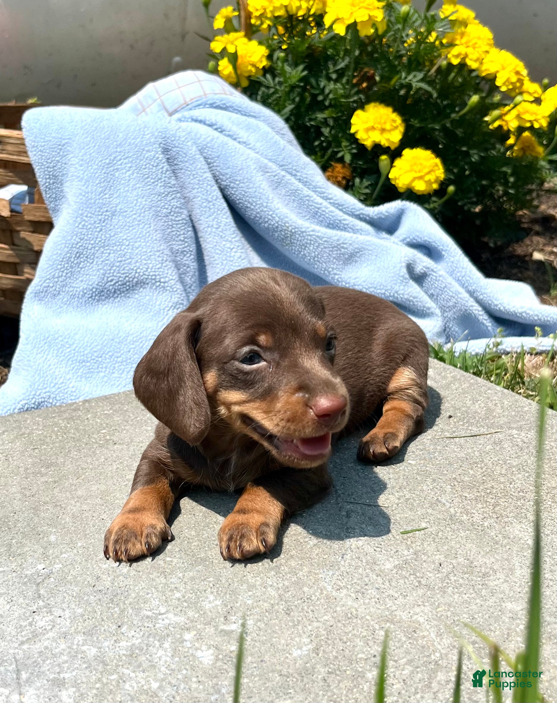 Dachshund dogs Penny❤️Chocolate ACA Beauty🐾Text or Call Today - Ad 1