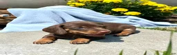 Dachshund dogs for sale: Penny❤️Chocolate ACA Beauty🐾Text or Call Today - Ad 1