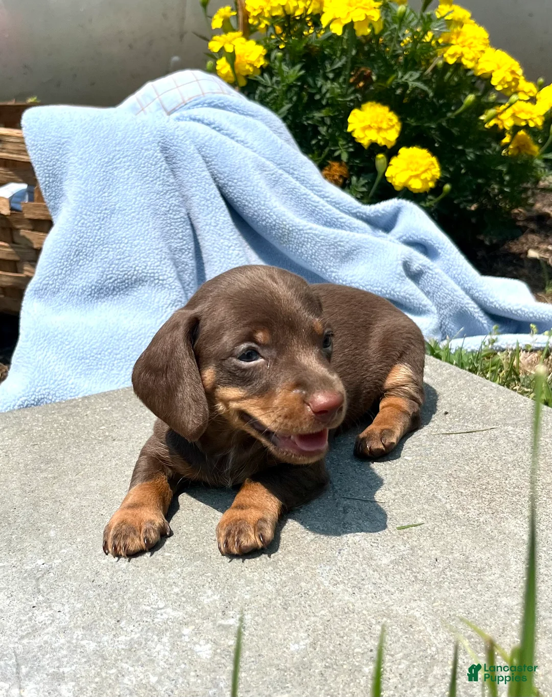 Dachshund dogs for sale: Penny❤️Chocolate ACA Beauty🐾Text or Call Today - Ad 1
