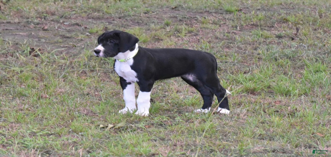 Gallery Image {{count}}