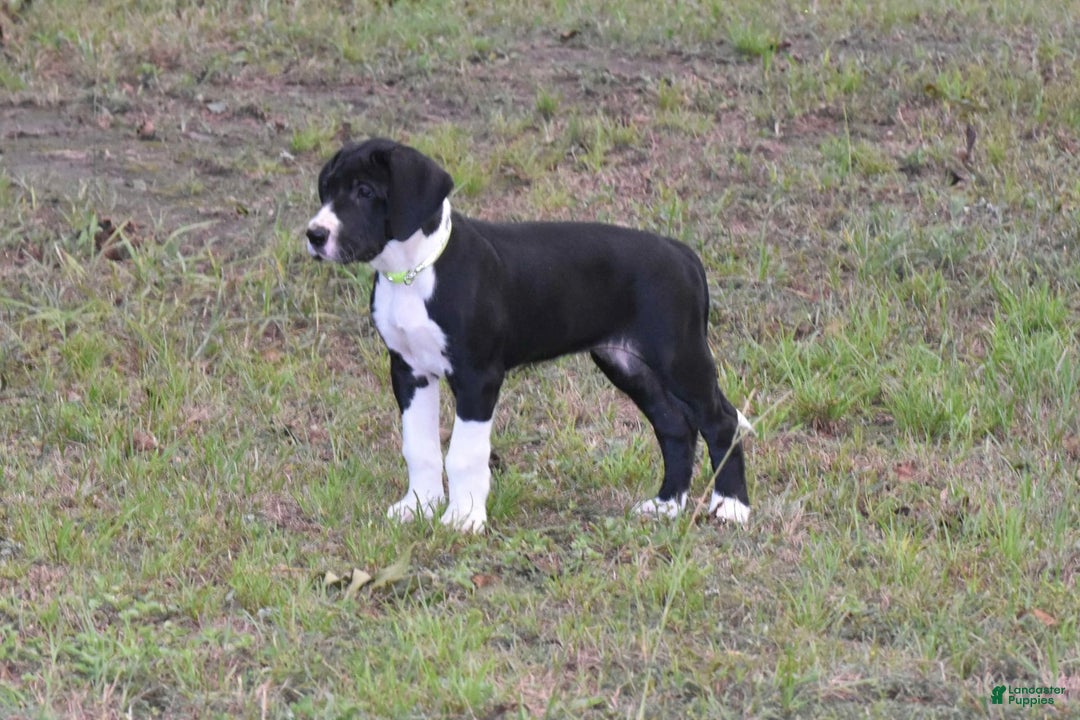 Gallery Image {{count}}